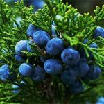 Juniper Berry Cellucare