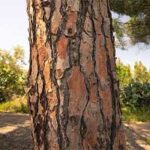 Cellucare Pine Bark Extract